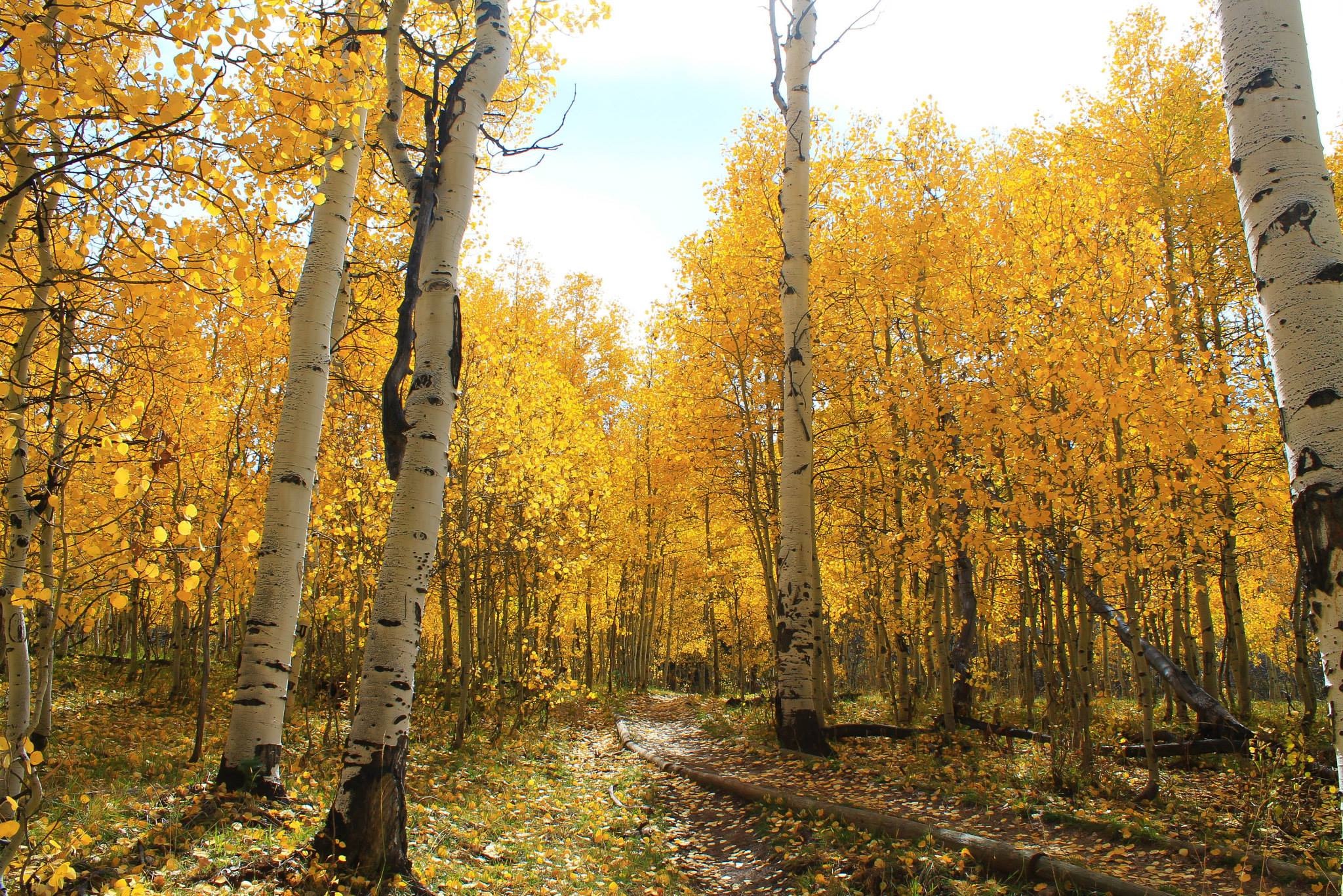 Finding Fall Color in Colorado 2019